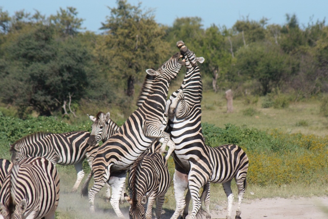 Herd of Zebra's with two males standing upright fighting for dominance