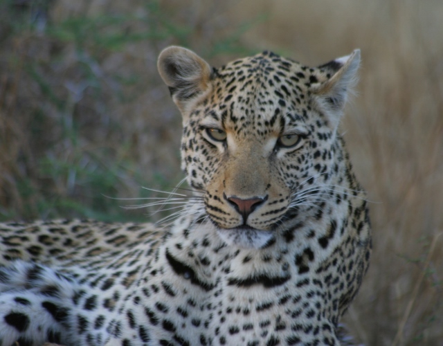 Leopard in natural bush setting