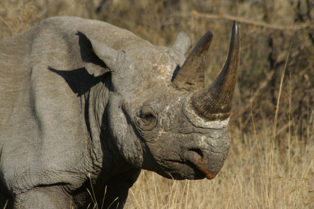 Black rhino against a bush setting
