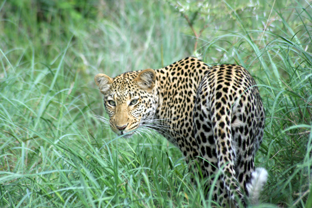 Leopard standing in green grass