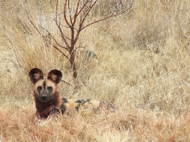 African painted dog lying alert in the veld
