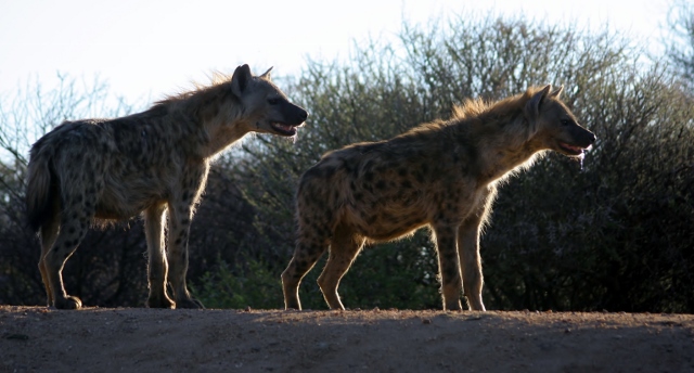 Two spotted hyena’s in a natural African bush setting